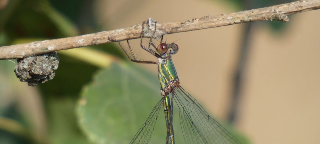 Lestes....? No, Chalcolestes viridis