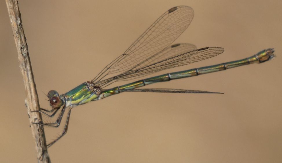 Lestes....? No, Chalcolestes viridis