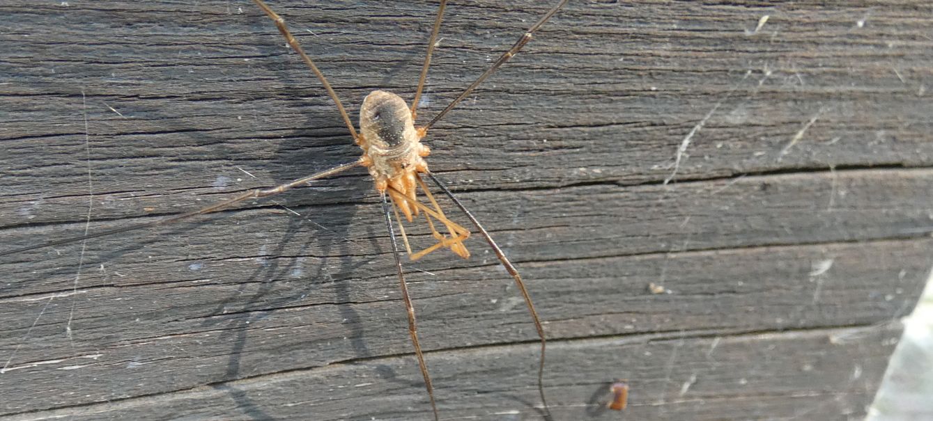 Phalangium opilio ♂ - Phalangiidae