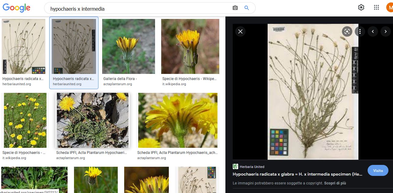Asteraceae: Hypochaeris:  radicata o maculata ?