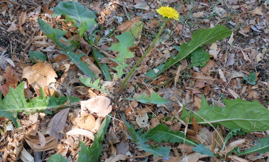 Un tarassaco...quale? Taraxacum sect. Taraxacum