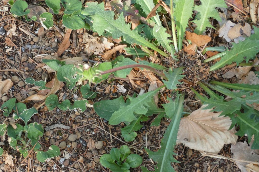 Un tarassaco...quale? Taraxacum sect. Taraxacum