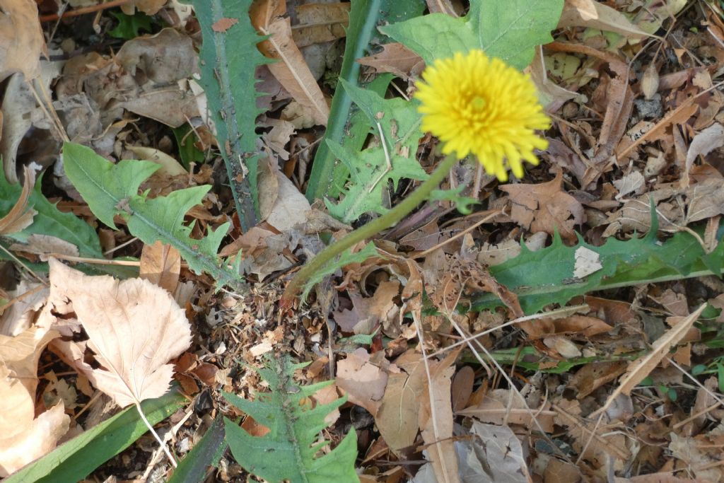 Un tarassaco...quale? Taraxacum sect. Taraxacum