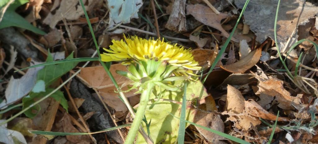 Un tarassaco...quale? Taraxacum sect. Taraxacum