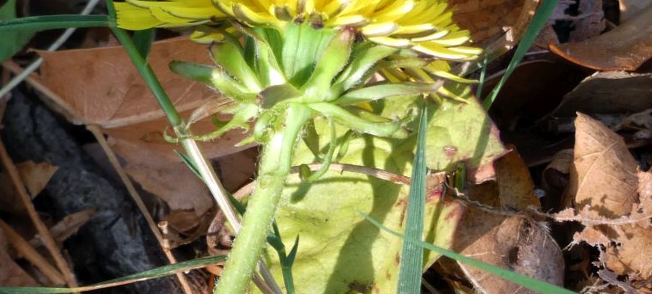 Un tarassaco...quale? Taraxacum sect. Taraxacum