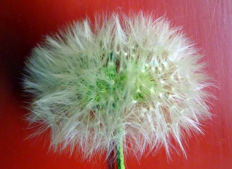 Un tarassaco...quale? Taraxacum sect. Taraxacum