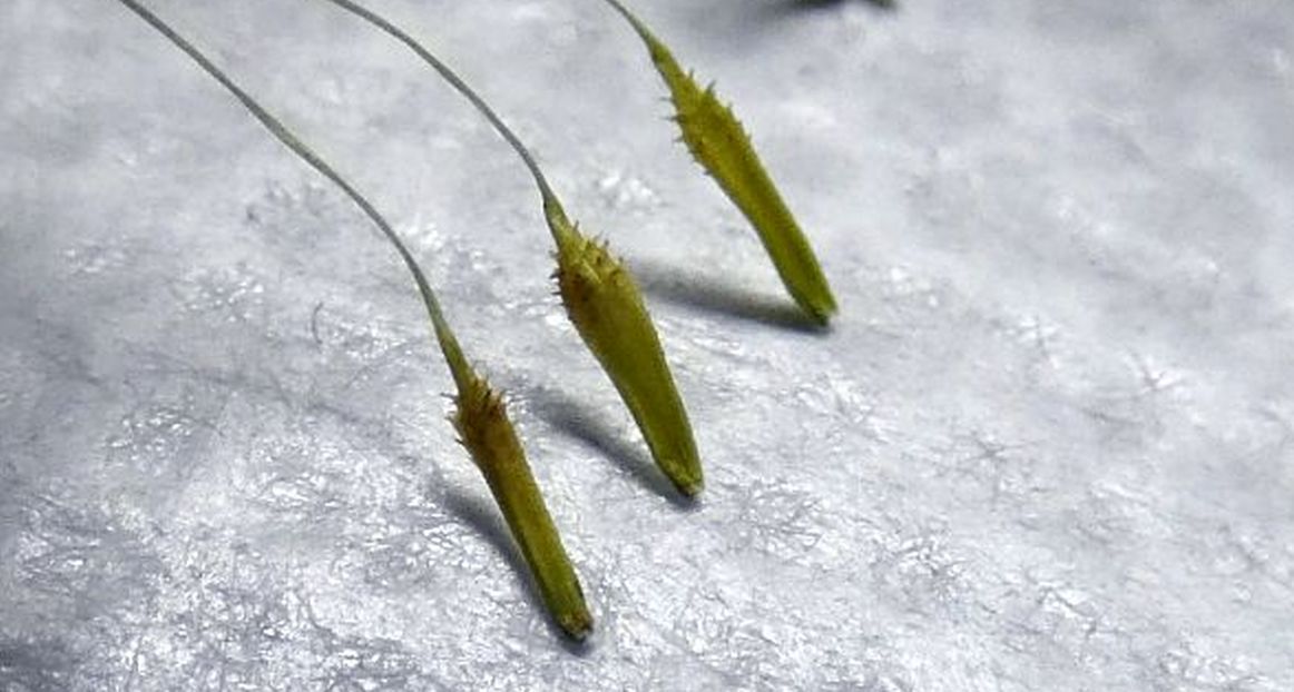 Un tarassaco...quale? Taraxacum sect. Taraxacum