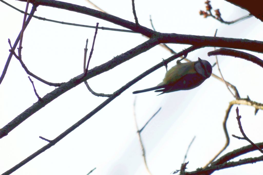 Quale Cincia?  Cinciarella  (Cyanistes caeruleus)