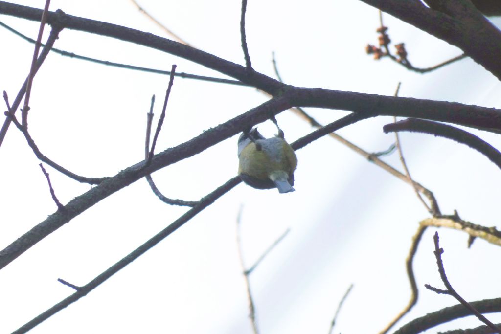 Quale Cincia?  Cinciarella  (Cyanistes caeruleus)