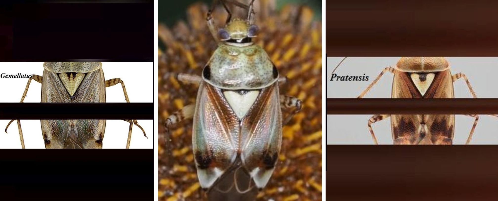 Miridae: Lygus cfr. pratensis
