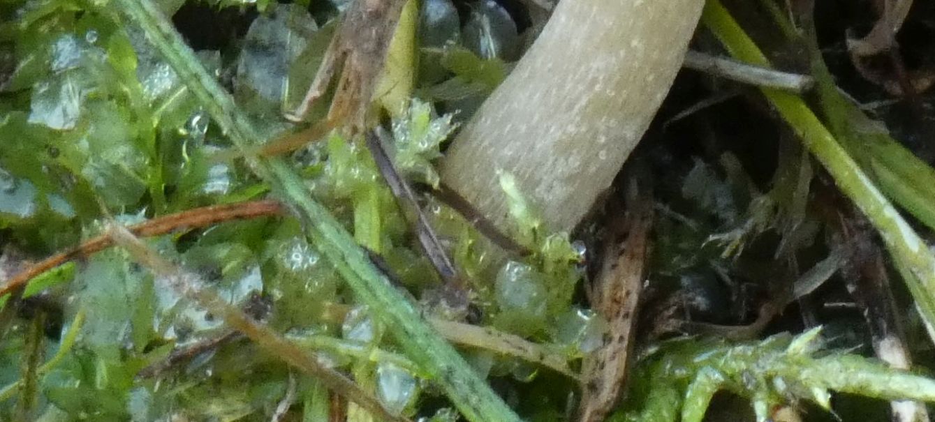 Psathyrella sp. da confermare