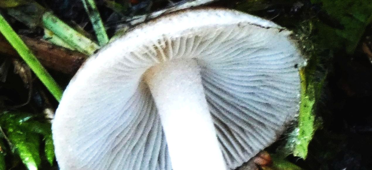 Psathyrella sp. da confermare