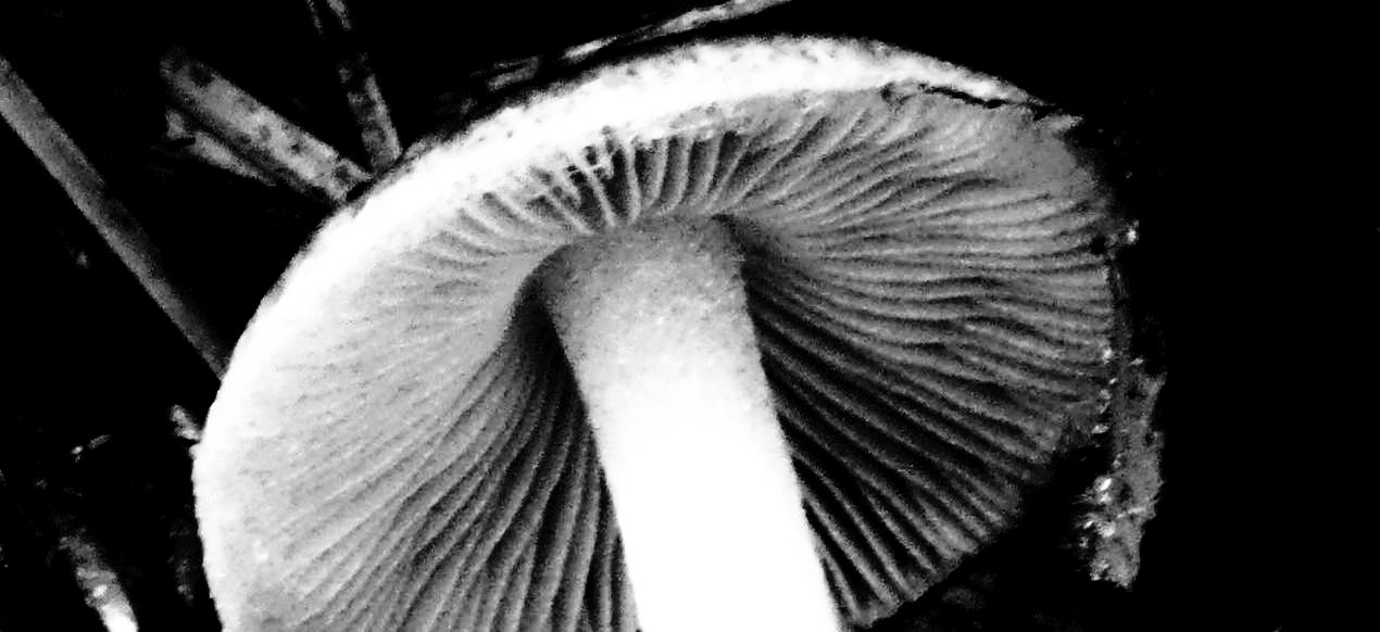 Psathyrella sp. da confermare