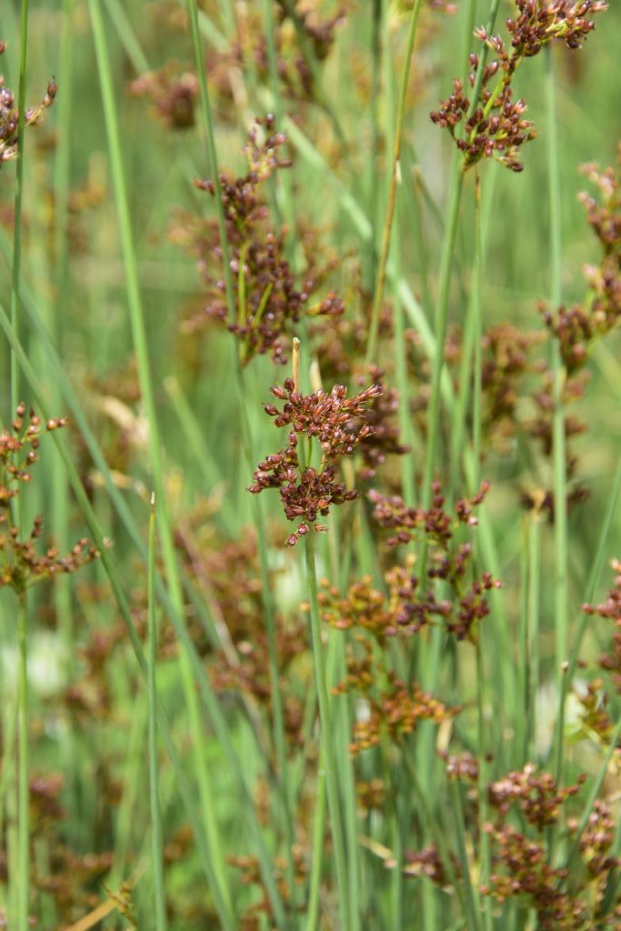 possibile juncus