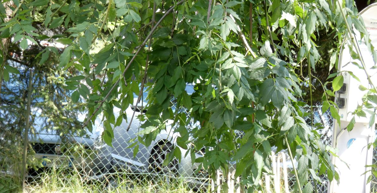 Fraxinus excelsior