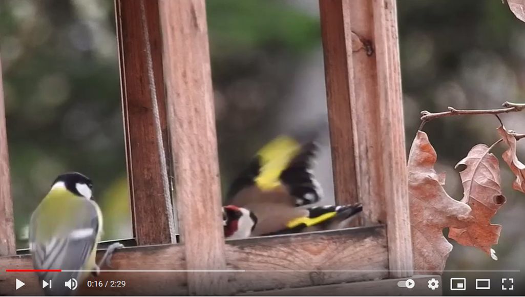 Cardellino (Carduelis carduelis) Prepotente !!!