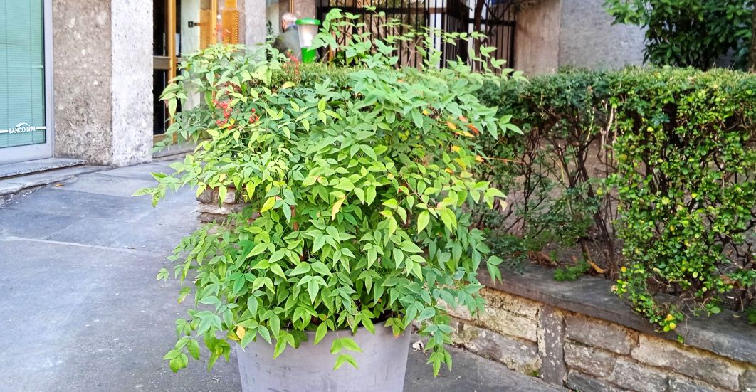 Nandina domestica (Berberidaceae)