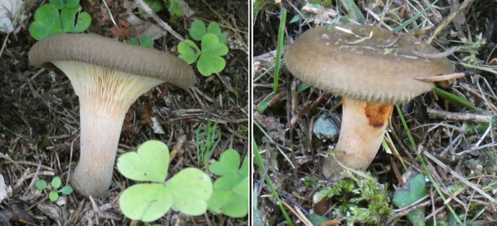 Paxillus involutus