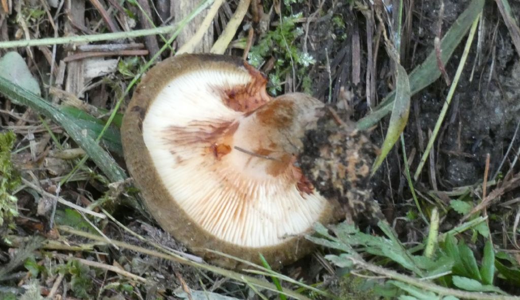 Paxillus involutus