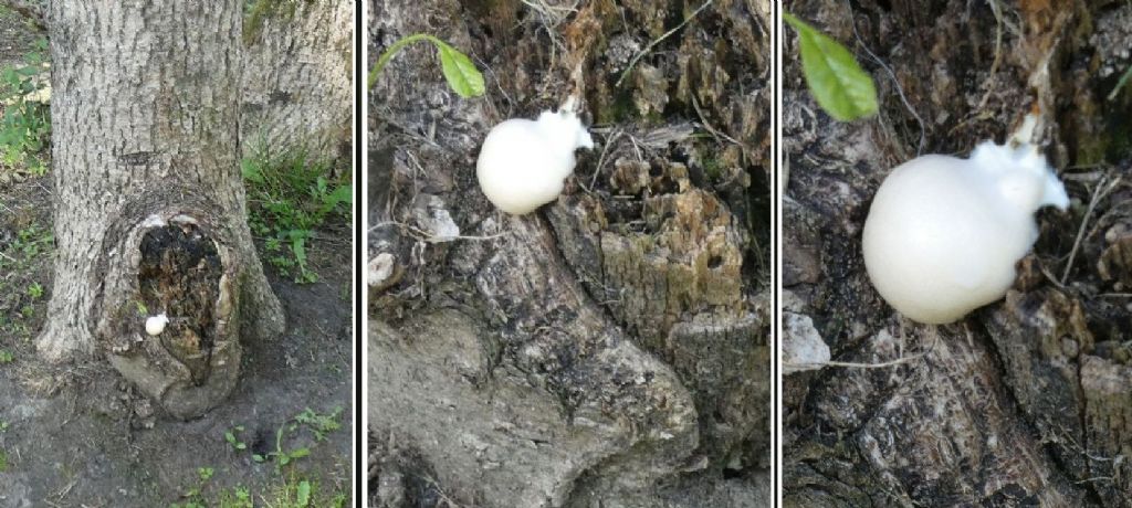 Reticulariaceae:  Reticularia lycoperdon o Lycogala flavofuscum