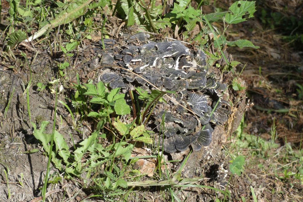 Trametes versicolor