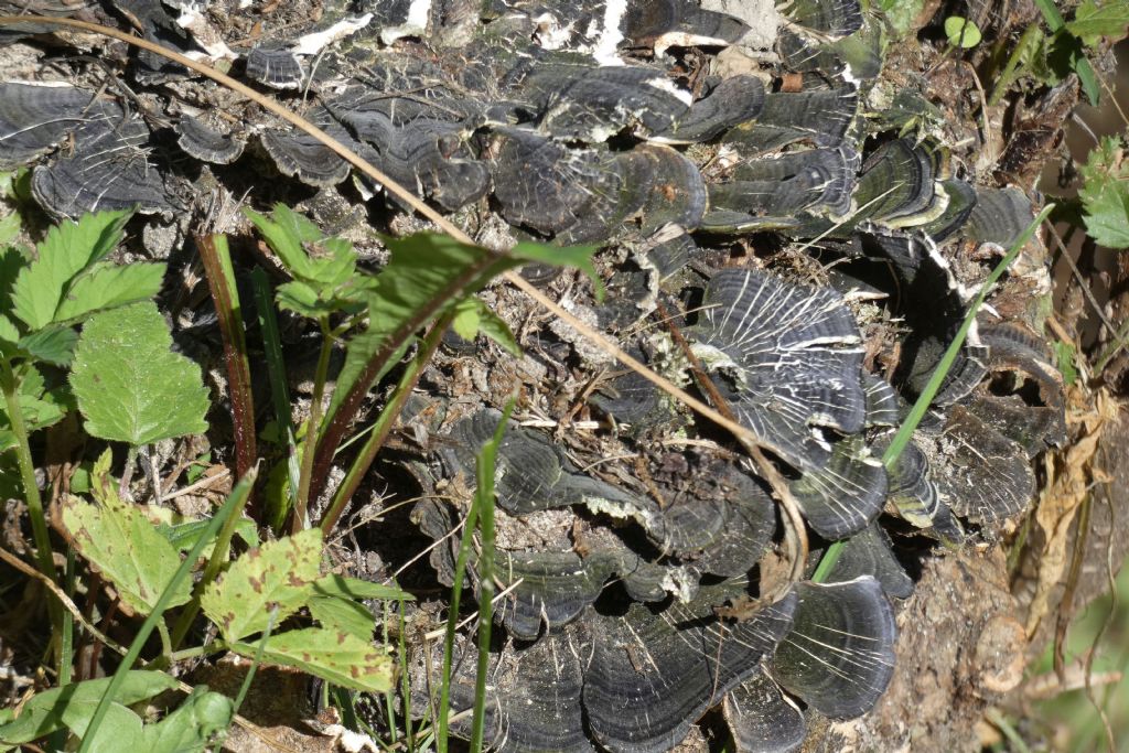 Trametes versicolor