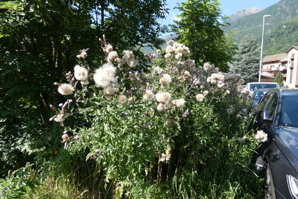 Cirsium...arvense