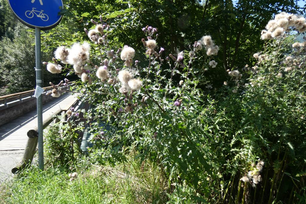 Cirsium...arvense