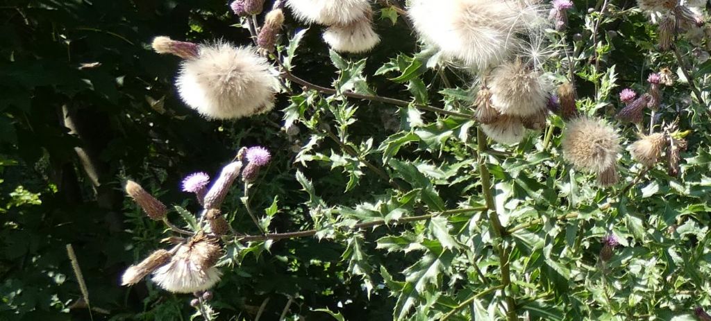 Cirsium...arvense