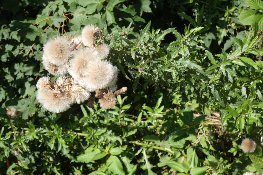 Cirsium...arvense