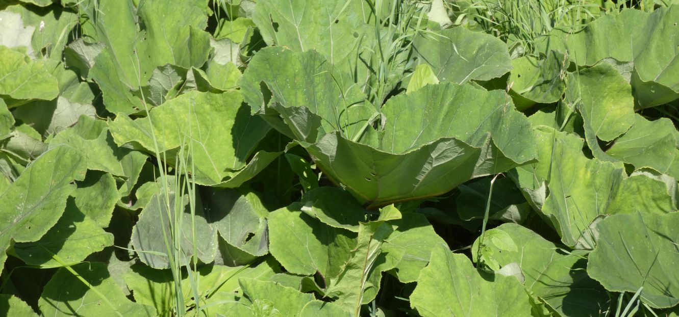 Petasites sp.?  S�