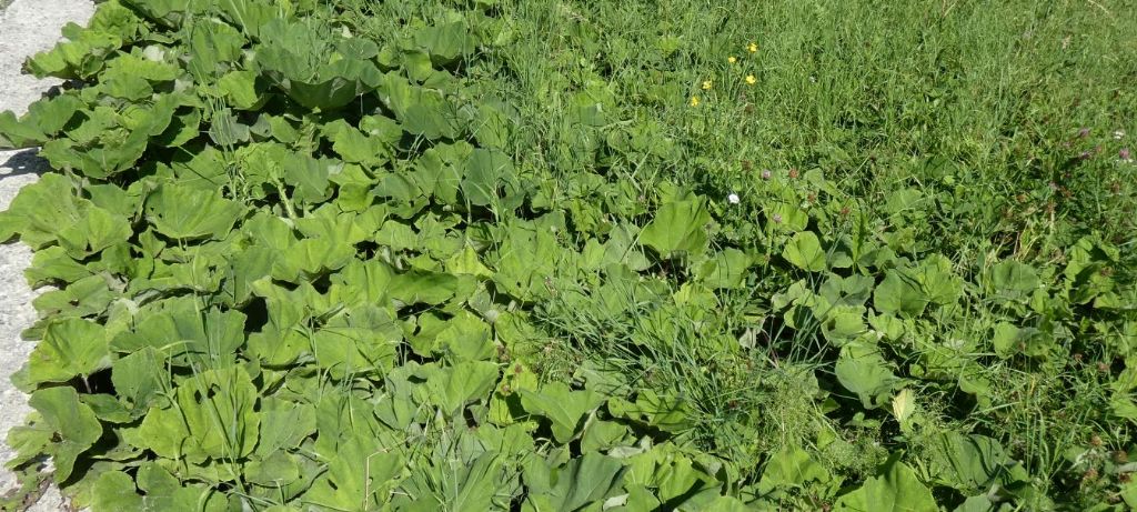 Petasites sp.?  S�