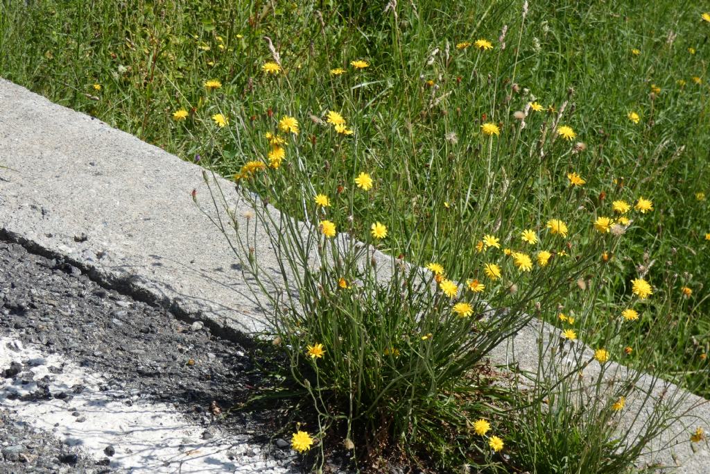 Asteraceae:  Scorzoneroides autumnalis