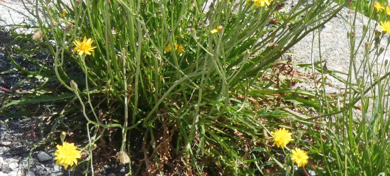 Asteraceae:  Scorzoneroides autumnalis