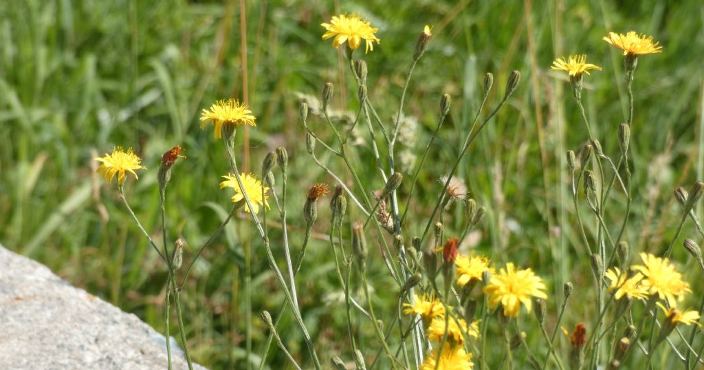 Asteraceae:  Scorzoneroides autumnalis