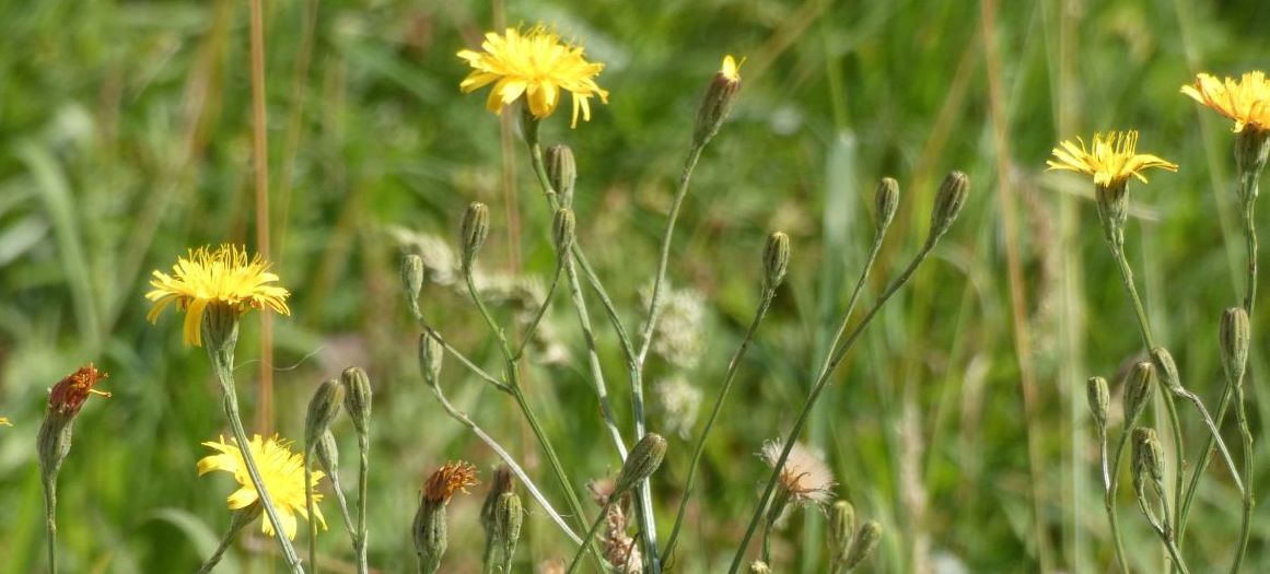 Asteraceae:  Scorzoneroides autumnalis