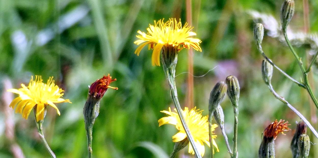 Asteraceae:  Scorzoneroides autumnalis