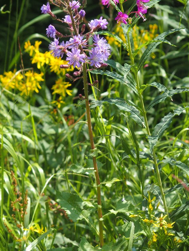 Lactuca alpina  e Chamaenerion (ex Epilobium) angustifolium