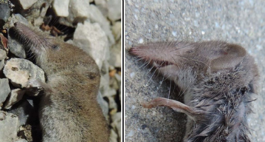 Crocidura minore?  Sorex minutus e Crocidura suaveolens