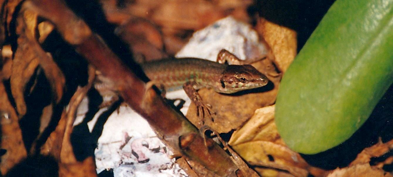 Lucertola maltese: Podarcis filfolensis