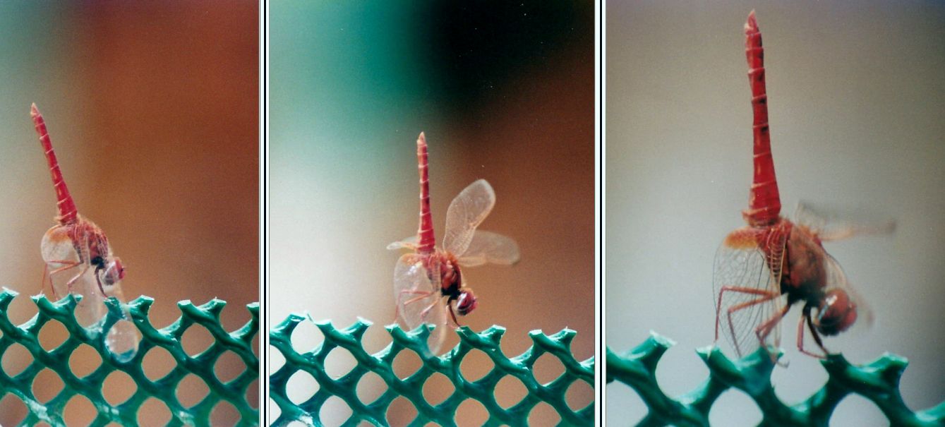 Ginnasta maltese da id.: Crocothemis erythraea