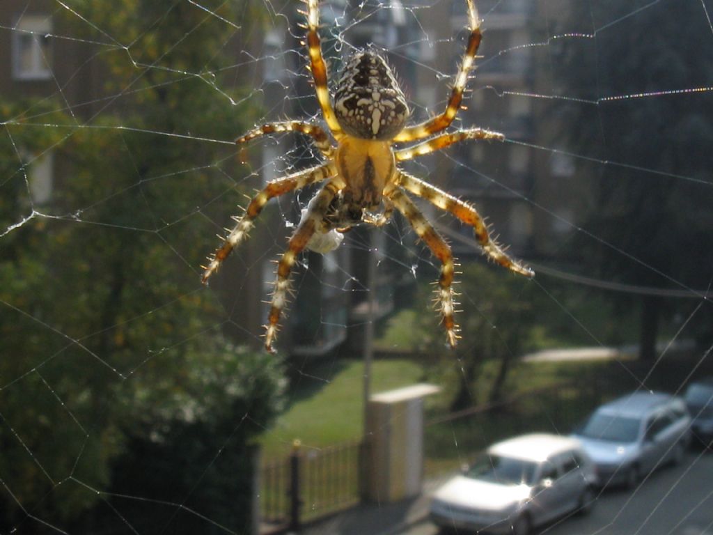 Araneus diadematus M o F?  F !