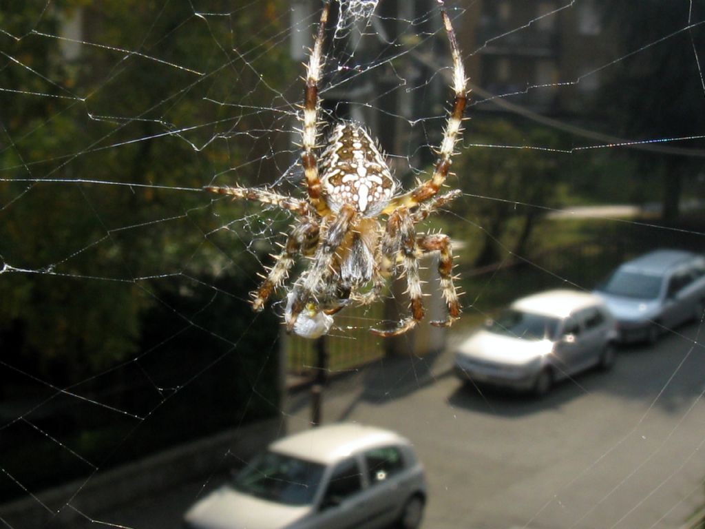 Araneus diadematus M o F?  F !