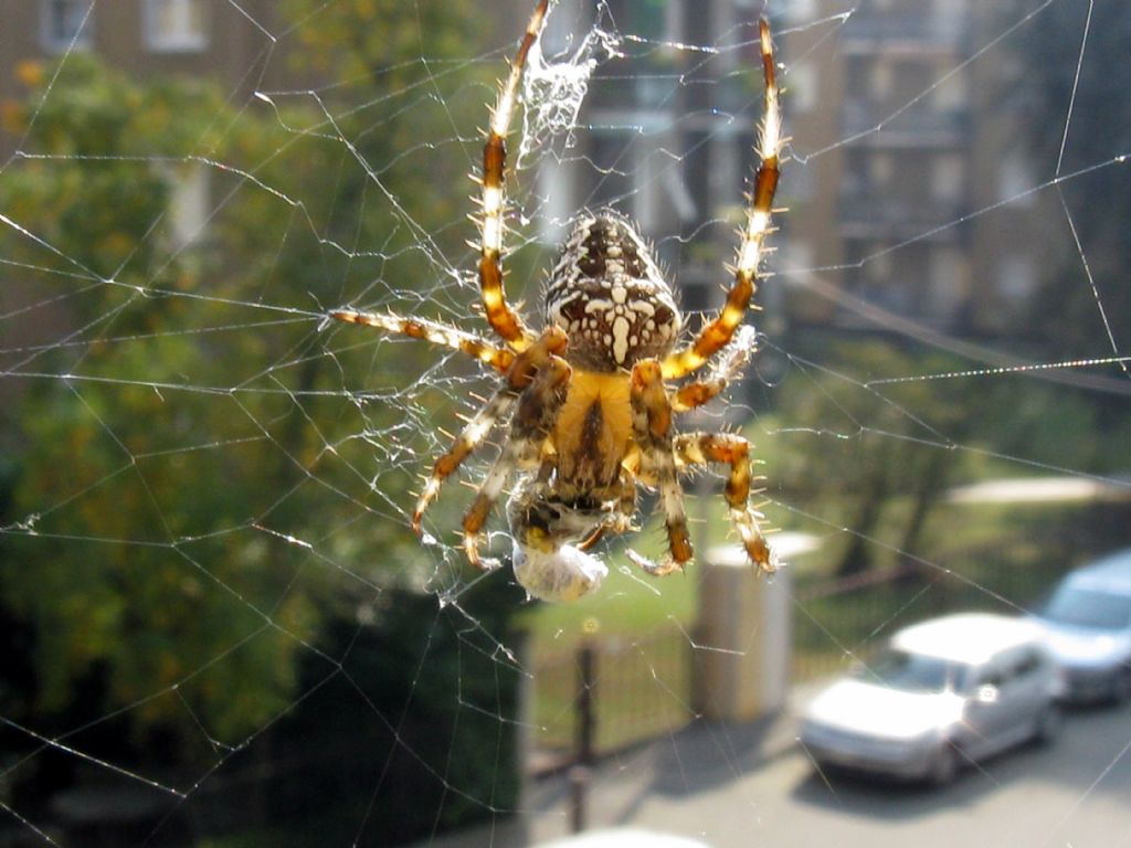 Araneus diadematus M o F?  F !