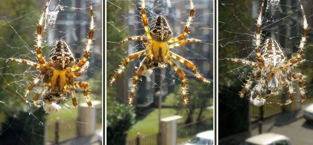 Araneus diadematus M o F?  F !