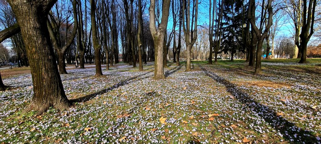 Tappeto di Crocus biflorus