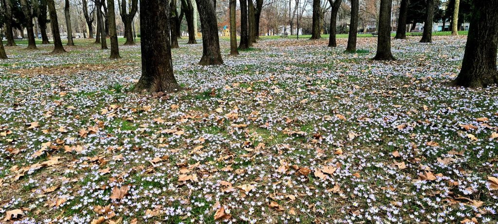 Tappeto di Crocus biflorus