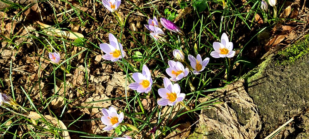 Tappeto di Crocus biflorus