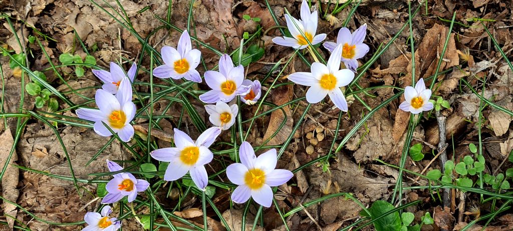 Tappeto di Crocus biflorus