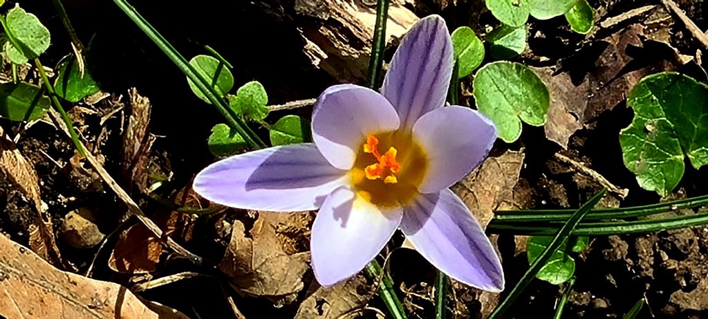 Tappeto di Crocus biflorus